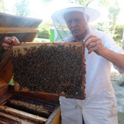Бджолопакети (роЇ, бджолосімі)